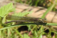 Hetaerina americana