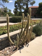 Cleistocactus