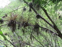 Tillandsia inopinata