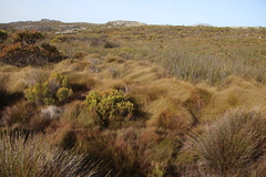 Anthochortus crinalis