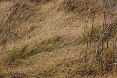 Anthochortus crinalis