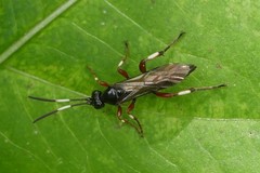 Cratichneumon culex