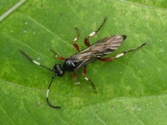 Cratichneumon culex
