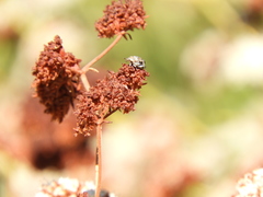 Penthobruchus germaini