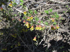 Tropaeolum × tenuirostre
