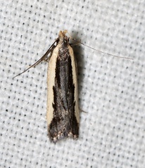 Dichomeris serrativittella