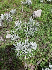 Packera candidissima