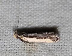 Dichomeris serrativittella