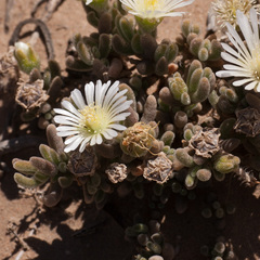 Drosanthemum framesii
