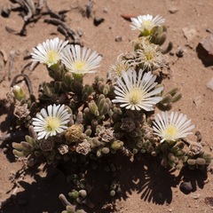Drosanthemum framesii