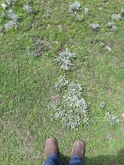 Packera candidissima