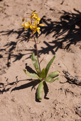 Cyanella lutea lutea