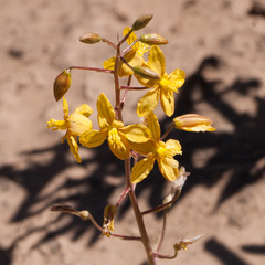 Cyanella lutea lutea