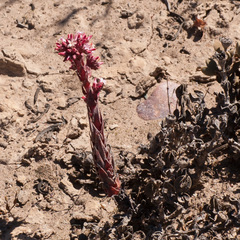 Crassula alpestris