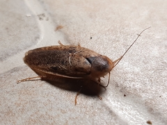 Hemelytroblatta livida