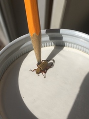 Macrodactylus subspinosus