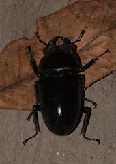 Dorcus nepalensis