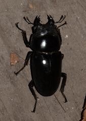 Dorcus nepalensis