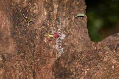 Blaesodactylus ambonihazo