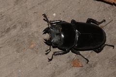 Dorcus nepalensis