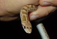 Arizona elegans candida