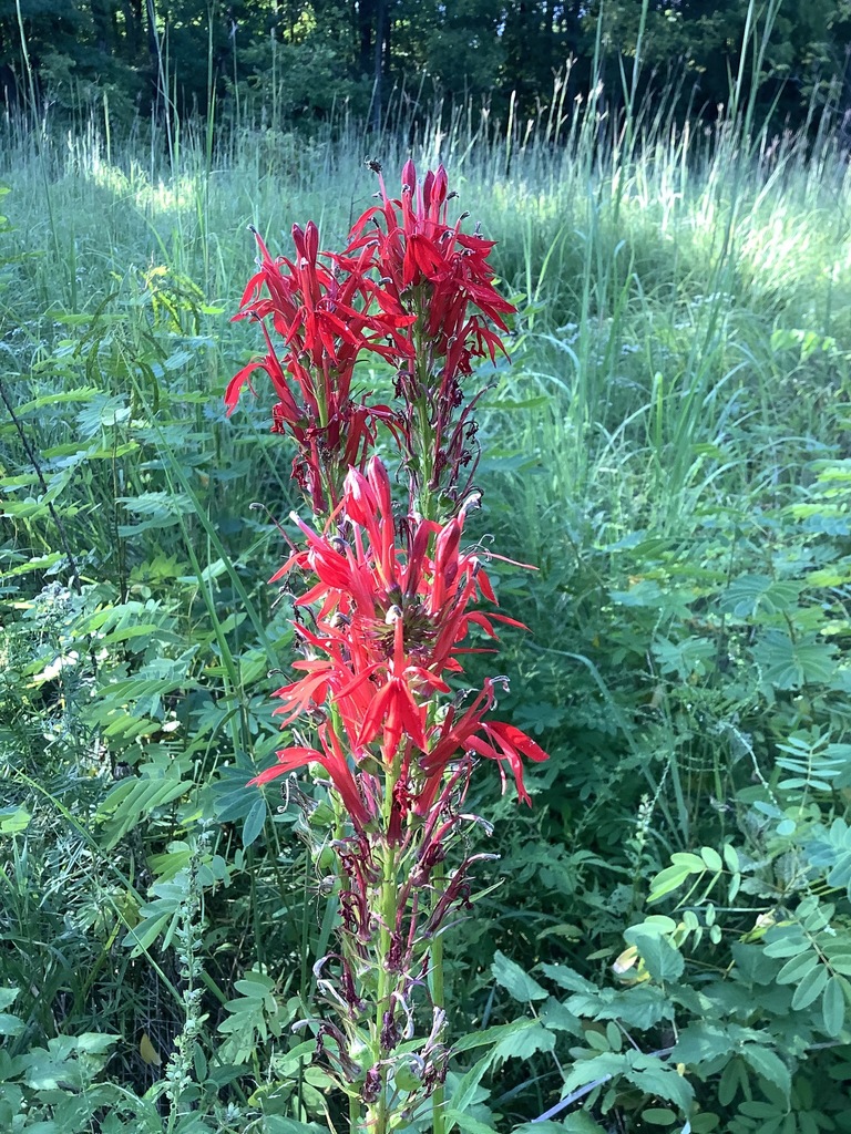Cardinal flower (Lobelia cardinalis)