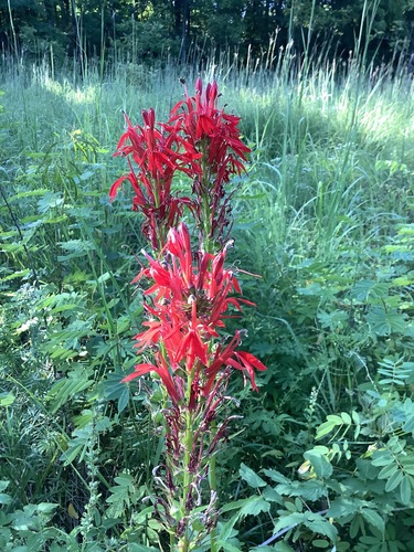 Cardinal Flower plant photo (Lobelia cardinalis)
