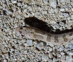 Arizona elegans candida