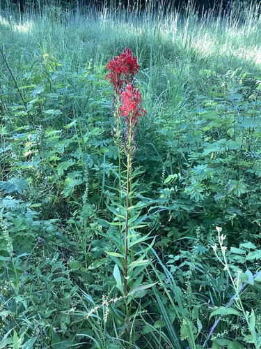 Lobelia cardinalis