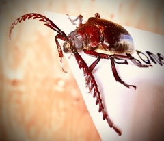 Prionus californicus