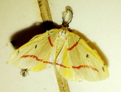 Phoenicocampa