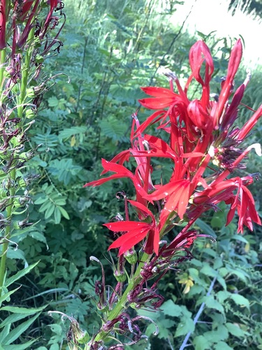 Lobelia cardinalis