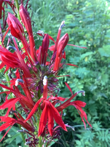 Lobelia cardinalis