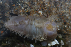 Eupentacta quinquesemita