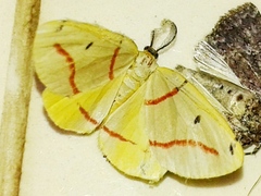 Phoenicocampa