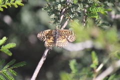 Texola elada ulrica