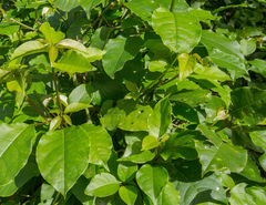 Trichostigma octandrum
