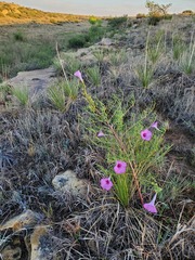 Ipomoea leptophylla