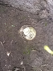 Planorbarius corneus