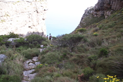 Cliffortia tridentata