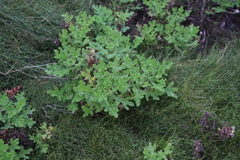 Arctotis aspera