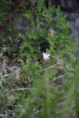 Arctotis aspera