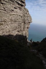 Cliffortia tridentata