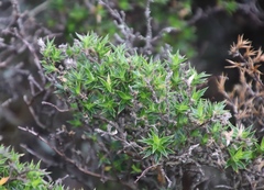 Cliffortia tridentata