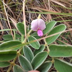 Millettieae