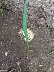 Planorbarius corneus