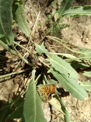 Lycaena bleusei