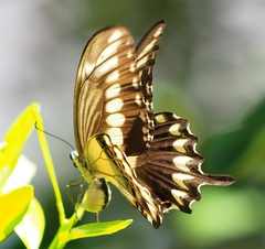 Papilio ornythion ornythion