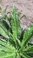 Echium lusitanicum