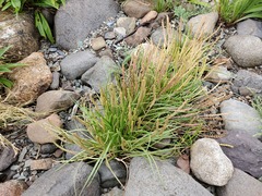 Plantago maritima juncoides